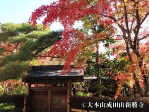 成田山では１２日 土 から紅葉まつり 千葉 占い東風 こち